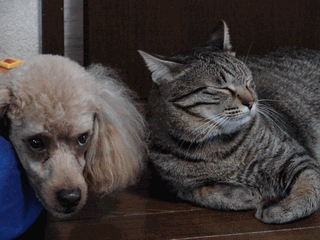 c0136736_21161629.gif