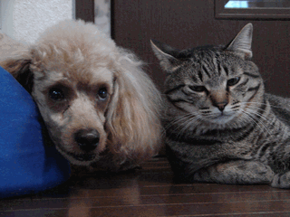 c0136736_2117359.gif