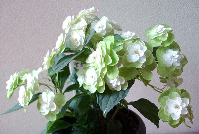 f0003174_1551179.jpg