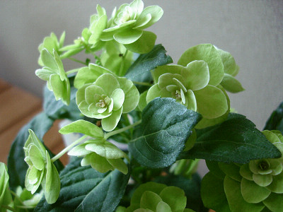 f0003174_1552963.jpg