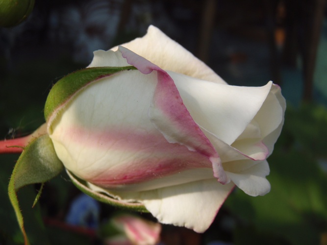 d0082288_1985892.jpg