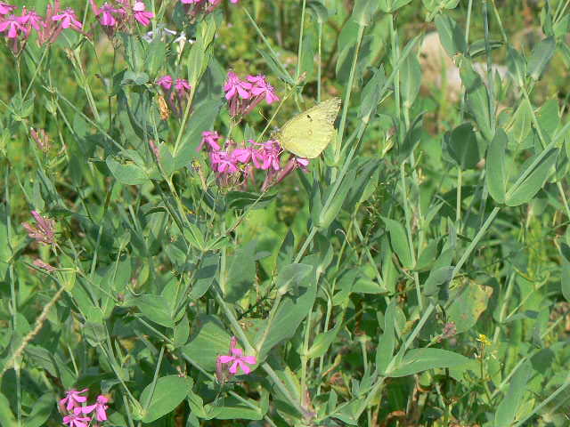 f0164503_23151150.jpg