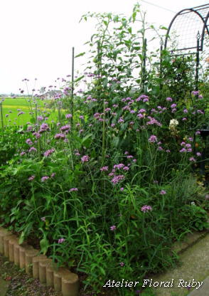 d0001008_950585.jpg