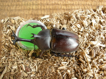 c0145209_10243515.jpg