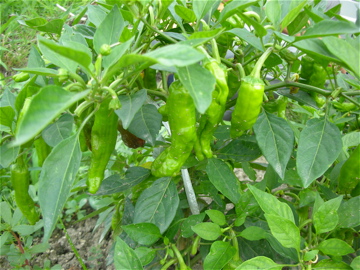 c0145209_10403330.jpg