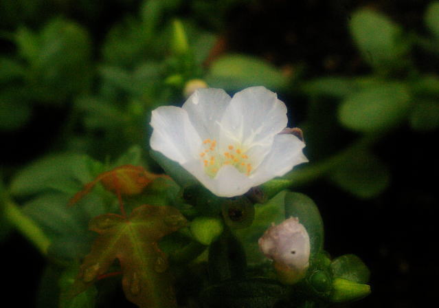 d0006718_620314.jpg