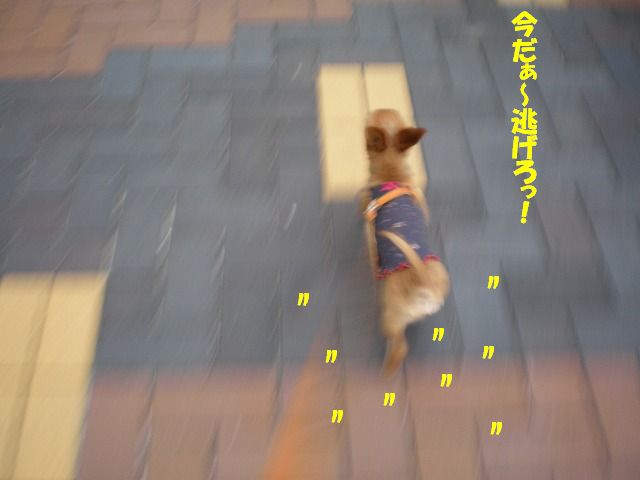 b0144519_15325515.jpg