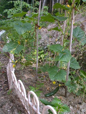 f0065223_103356.jpg