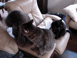 c0136736_21125332.gif