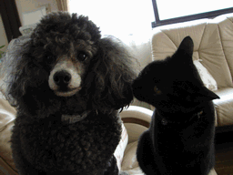 c0136736_21132579.gif