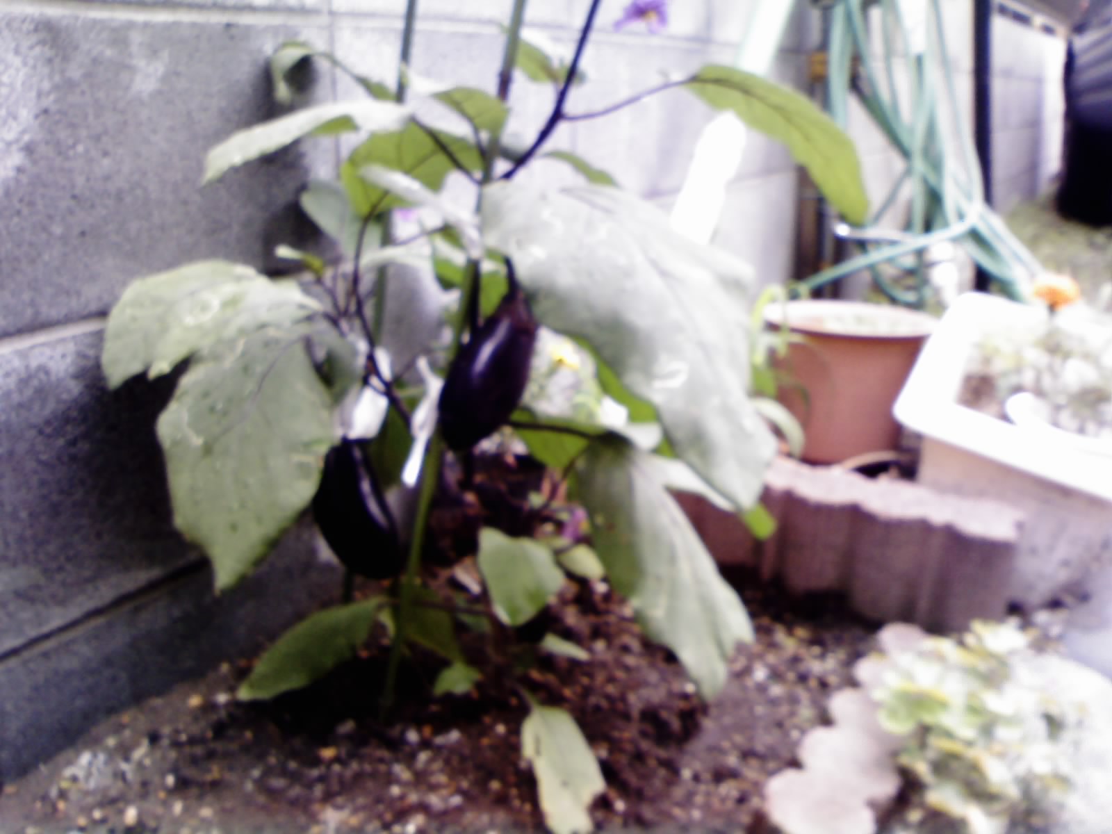 c0144142_2156342.jpg