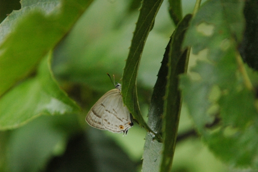 d0098057_445440.jpg