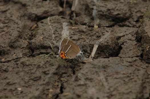 d0098057_4462911.jpg