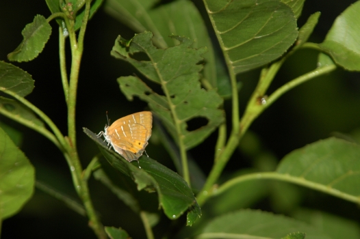 d0098057_4471240.jpg