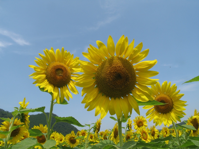 d0052770_1423267.jpg