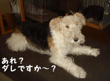 b0091373_3223215.gif