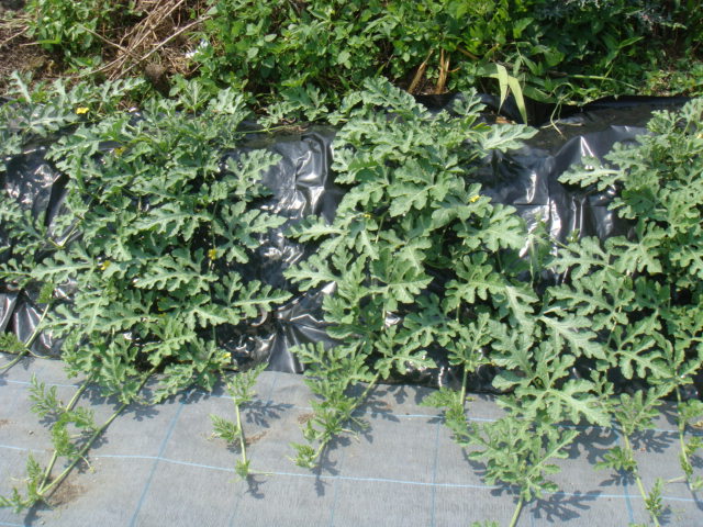 b0055786_2031837.jpg