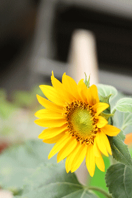 d0100192_22571665.gif