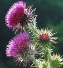 b0099994_8362178.jpg