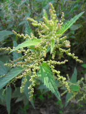 e0046112_2583296.jpg