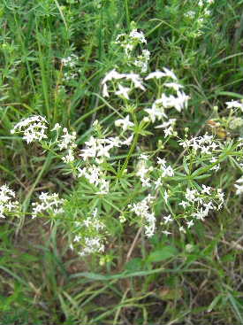 e0046112_258881.jpg