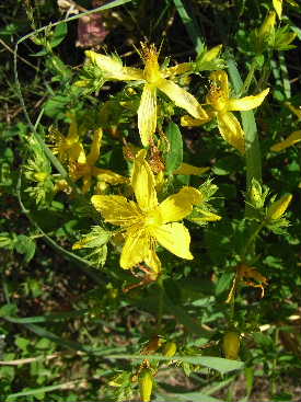 e0046112_25924.jpg