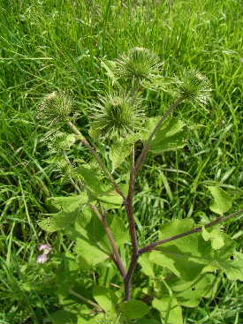e0046112_3141720.jpg