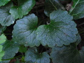e0046112_325016.jpg