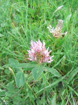 e0046112_353634.jpg