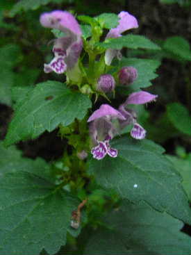 e0046112_361541.jpg