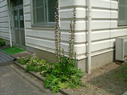 f0153115_22535686.jpg