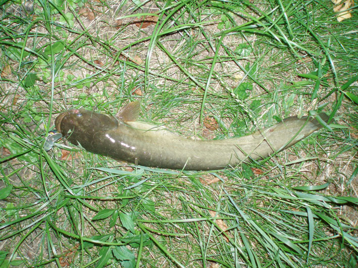 c0006017_29317.jpg