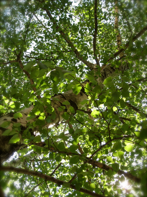 c0120817_11442100.jpg