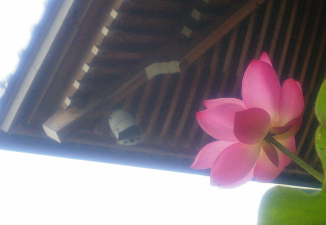 d0006718_8531122.jpg