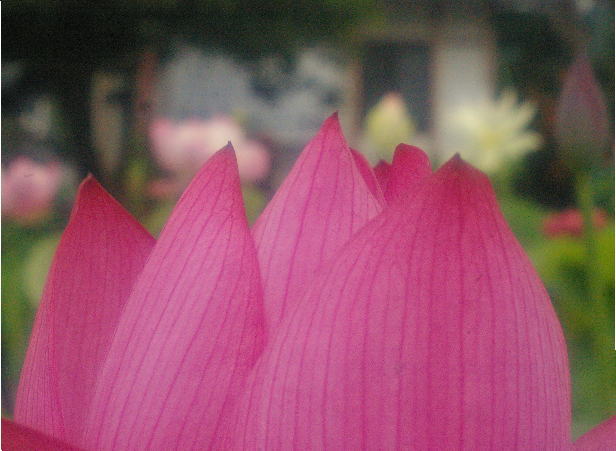 d0006718_97495.jpg