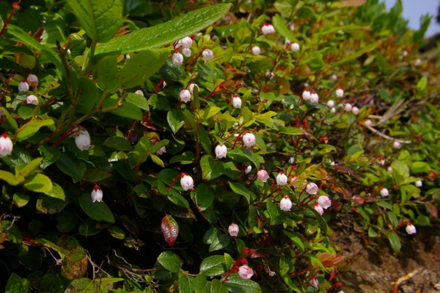 b0062024_2215284.jpg