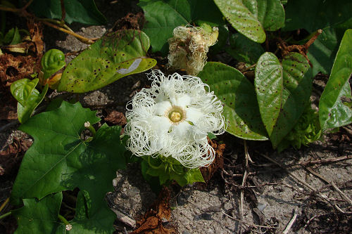 f0007926_2011197.jpg