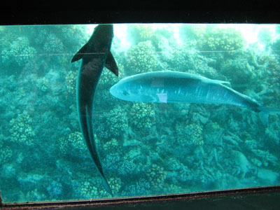 a0072328_133957.jpg