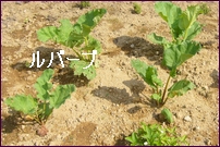 a0048852_13592487.jpg