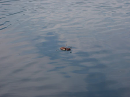 c0122670_22433234.jpg