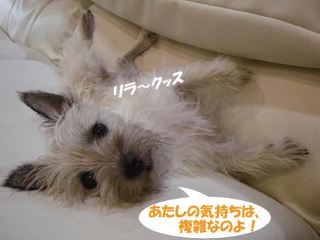 e0066883_0594728.gif