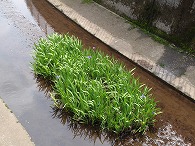 c0105785_8533048.jpg