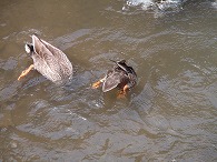 c0105785_8534169.jpg