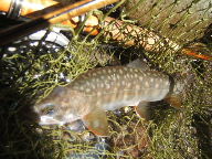 f0079411_1640108.jpg