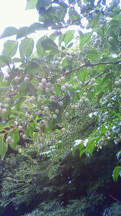 f0167314_1622122.jpg