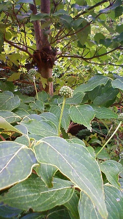 f0167314_16222317.jpg