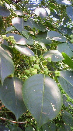 f0167314_16225473.jpg