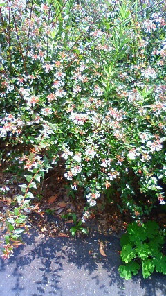 f0167314_1623197.jpg