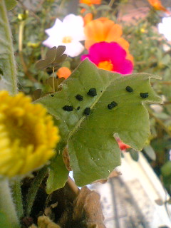 d0024220_13232756.jpg