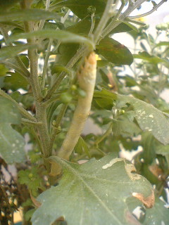 d0024220_13251267.jpg